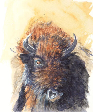 Bison Bison