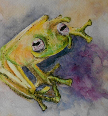 Amazon Frog Amazon Frog